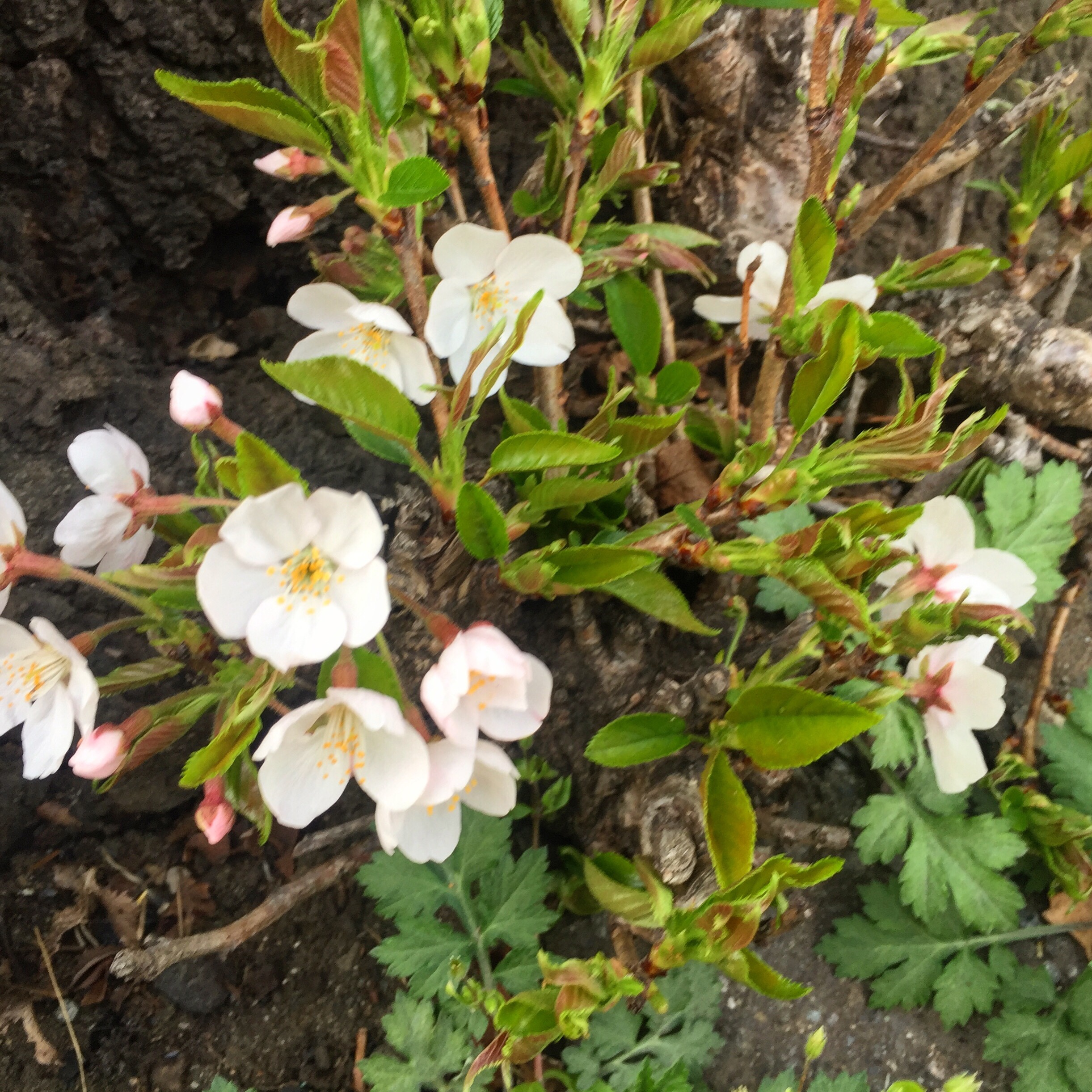 珍しいとこに咲く花